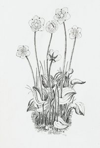 Studie rostlin